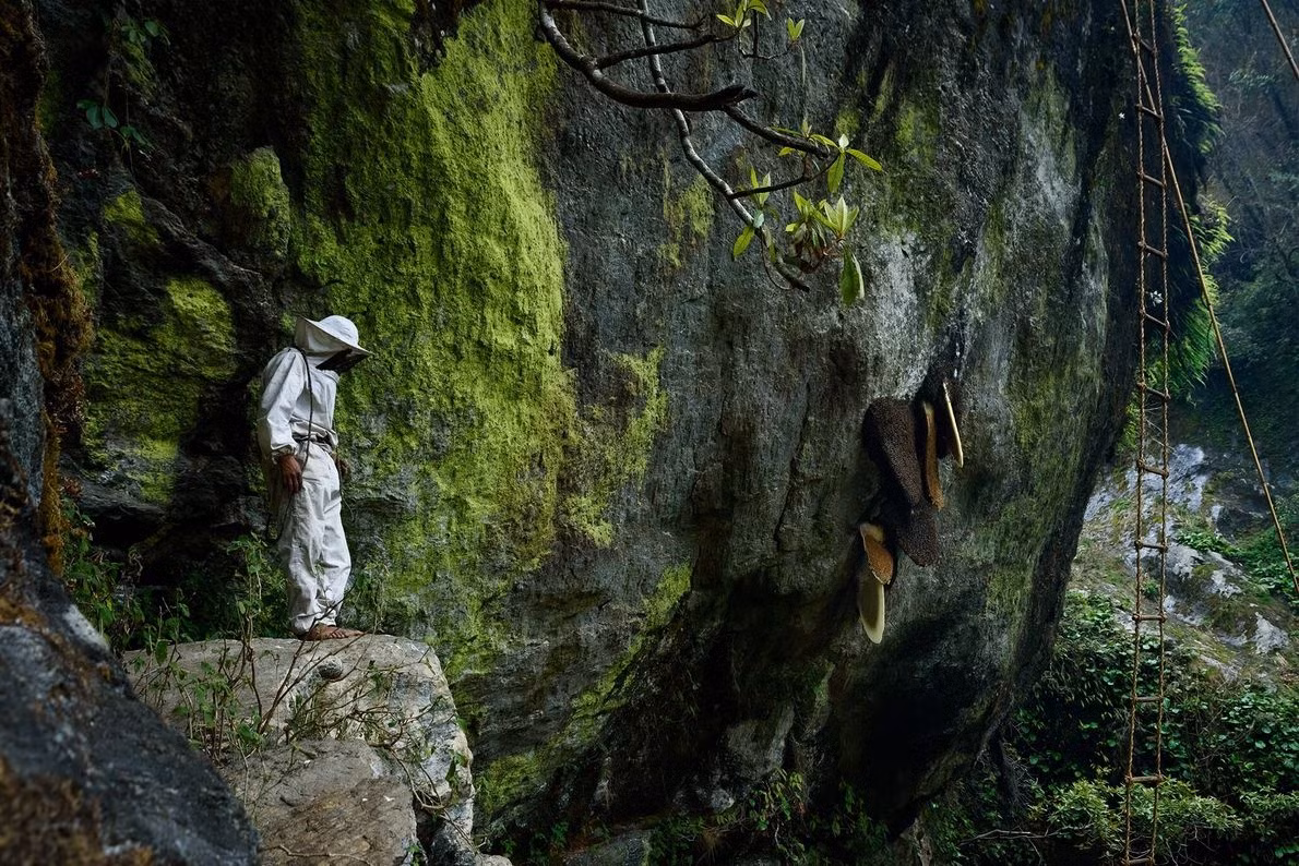 Ong mật Hymalaya thường làm tổ trên các vách đá dựng đứng. Madan Singh Gurung tiến lên phía trước trong khi những người còn lại di chuyển thang vào vị trí từ đỉnh vách đá. Ở phía dưới, một ngọn lửa đốt lên để dụ những con ong ra khỏi tổ mà không gây hại cho chúng trong quá trình này. Trên đỉnh vách đá, chiếc thang được buộc vào thân cây khoẻ nhất và từ từ thả xuống càng gần tổ ong càng tốt. Đội ngũ thợ săn thường có 5-6 người. Họ sẽ làm việc theo nhóm. Một số người ở trên đỉnh đồi để hỗ trợ thợ trên thang. Họ đưa cho người săn lưỡi cắt và giỏ thu thập mật ong.