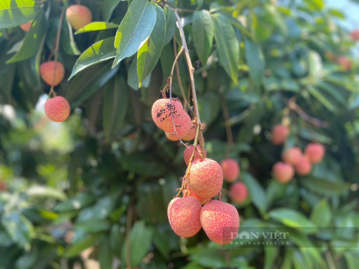 Vải chín sớm ngon của Tân Yên "hiên ngang" đi ra chợ thế giới - Hình 2 Vai chin som ngon cua Tan Yen