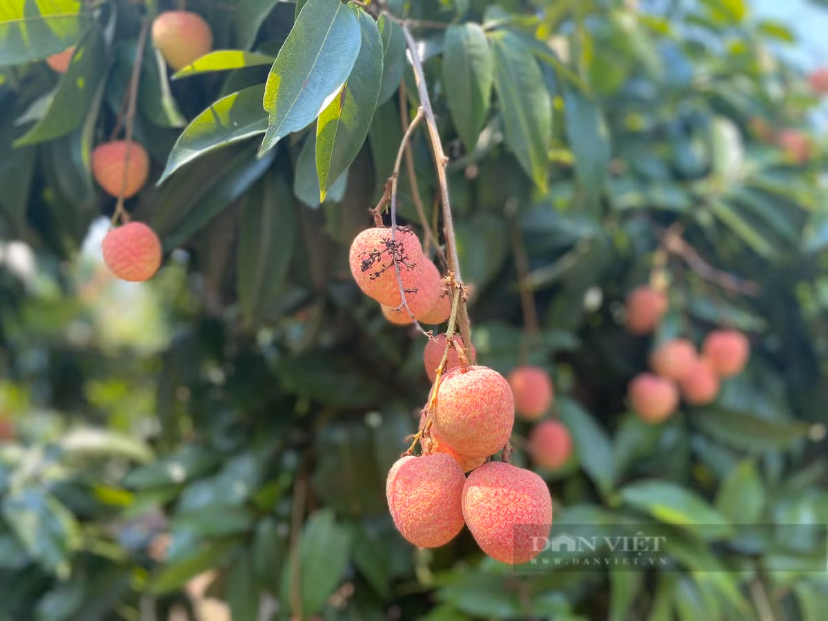 Vai chin som ngon cua Tan Yen 