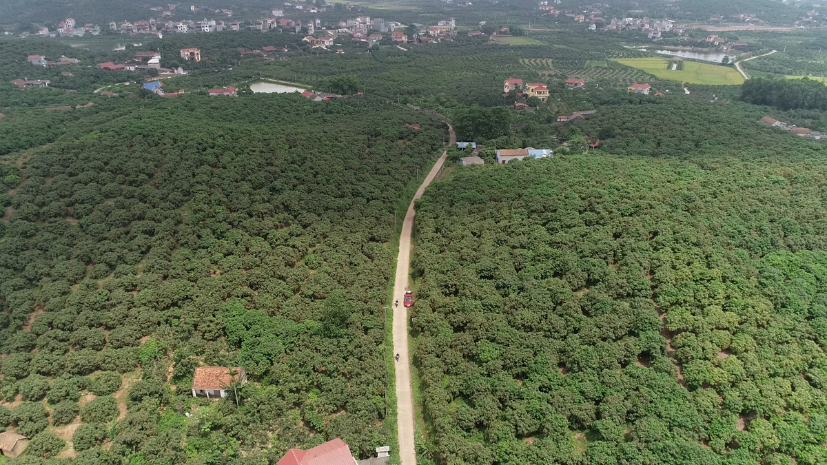 Vải chín sớm ngon của Tân Yên "hiên ngang" đi ra chợ thế giới Vai chin som ngon cua Tan Yen