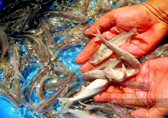 Nuôi cá dứa, nông dân vùng Cần Giờ nhà nào cũng giàu - Hình 5 Nuoi ca dua, nong dan vung Can Gio nha nao cung giau-Hinh-5