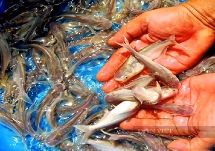Nuoi ca dua, nong dan vung Can Gio nha nao cung giau-Hinh-5