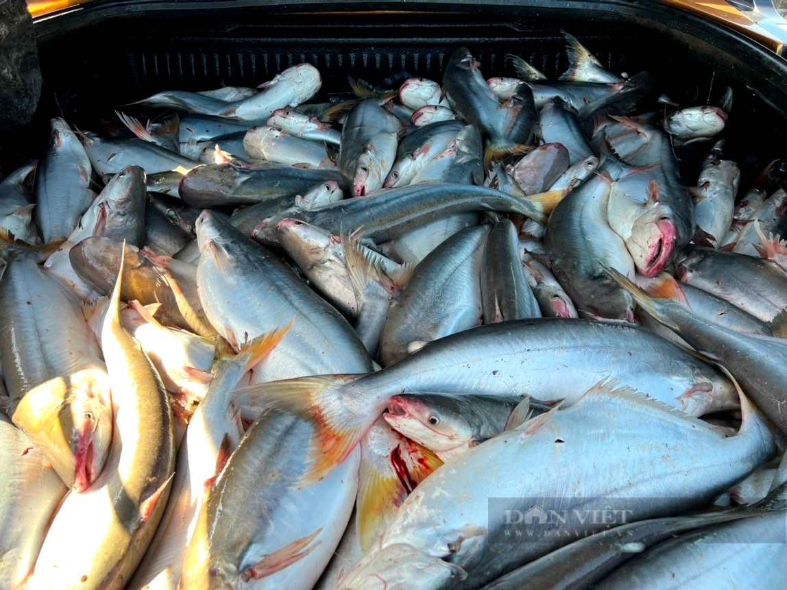 Nuôi cá dứa, nông dân vùng Cần Giờ nhà nào cũng giàu - Hình 3 Nuoi ca dua, nong dan vung Can Gio nha nao cung giau-Hinh-3