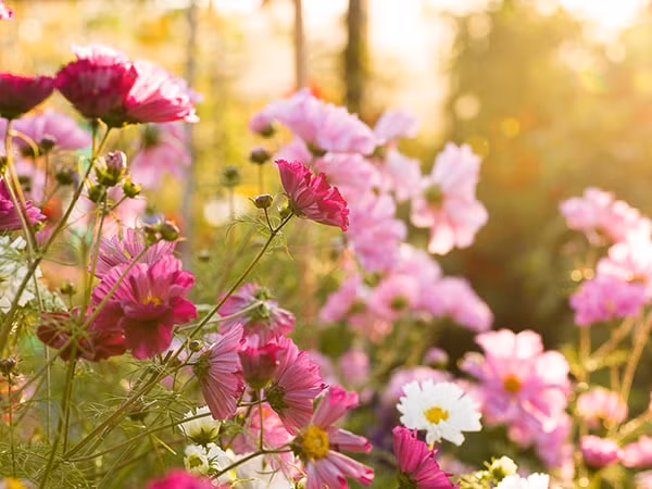 Họ sống bao dung, vị tha và luôn biết cách giúp đỡ người khác. Người sinh vào ngày Âm lịch này tuy không quá giàu có nhưng họ có cuộc sống bình yên.