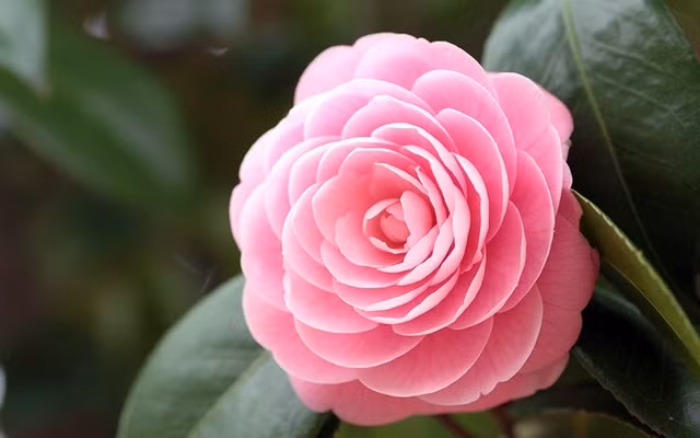 Đến trung tuổi, người sinh vào ngày Âm lịch này có cát tinh phù hộ nên tiền bạc rủng rỉnh, đạt được nhiều điều tốt đẹp hơn bằng chính sức lực và sự may mắn của bản thân. Cho dù phải tiếp xúc với đủ loại người nhưng người sinh vào ngày này vẫn không dễ bị lay động.