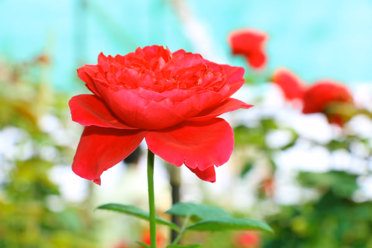 Cũng bởi vậy mà họ thành công trong sự nghiệp, kiếm về khoản tiền đủ tiêu xài. Người sinh vào ngày Âm lịch này có số mệnh sung túc, càng về sau càng phú quý đủ đầy. Không những thế, họ còn có được những đứa con ngoan ngoãn, giỏi giang, có nhiều triển vọng trong tương lai.