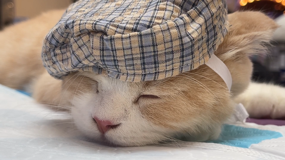 Họ có nhiều động lực hơn để phát triển vượt bậc trong công việc, từ đó dễ đạt được sự thịnh vượng trong tài chính, dư dả hơn nhiều so với tháng 7 Âm lịch. Nhìn chung mọi mặt về mối quan hệ từ gia đình cho đến bạn bè, đồng nghiệp, đối tác đều ủng hộ, tạo điều kiện cho người tuổi Mão vượt qua một số thử thách để tạo bước đột phá mới. * Thông tin mang tính tham khảo, chiêm nghiệm