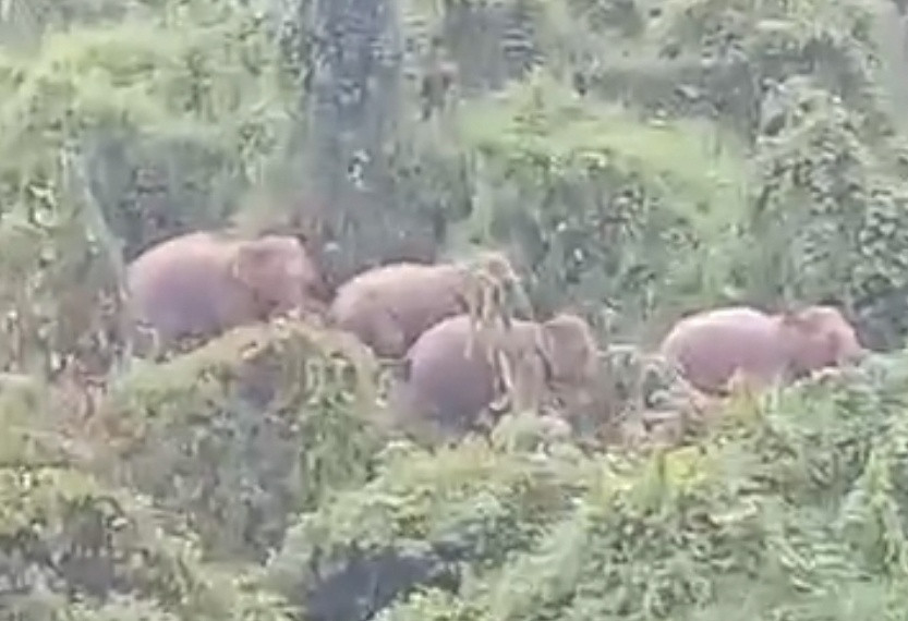 Phat hien 5 con voi rung o Quang Nam