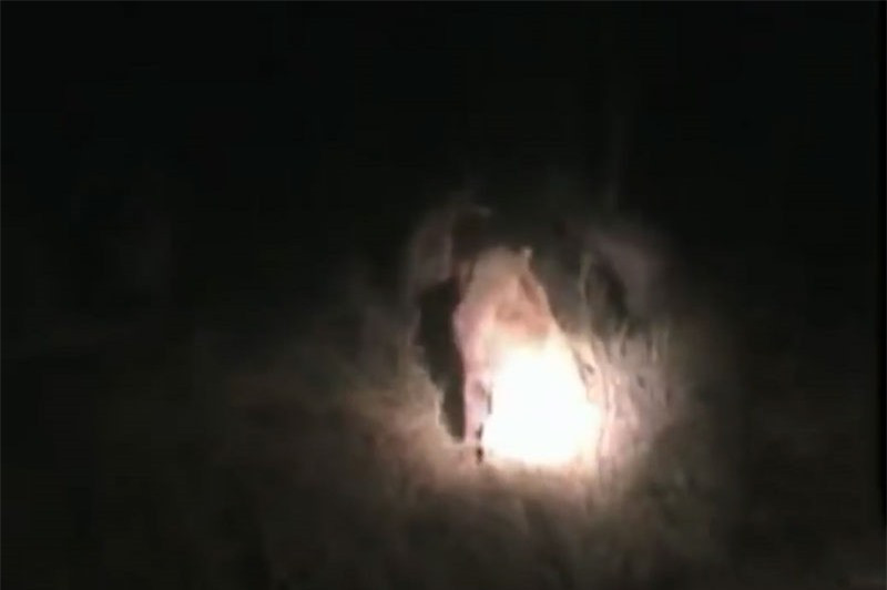 Video: Su tu “ta toi” vi bi linh cau “danh hoi dong”