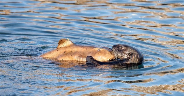 Khoảnh khắc cá mập lim dim trong vòng tay ấm áp của rái cá ảnh 1
