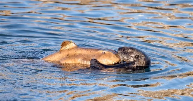 Khoảnh khắc cá mập lim dim trong vòng tay ấm áp của rái cá ảnh 1