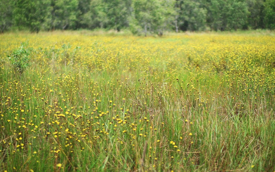 6 diem du lich xanh gan TPHCM cho ky nghi 2/9-Hinh-5