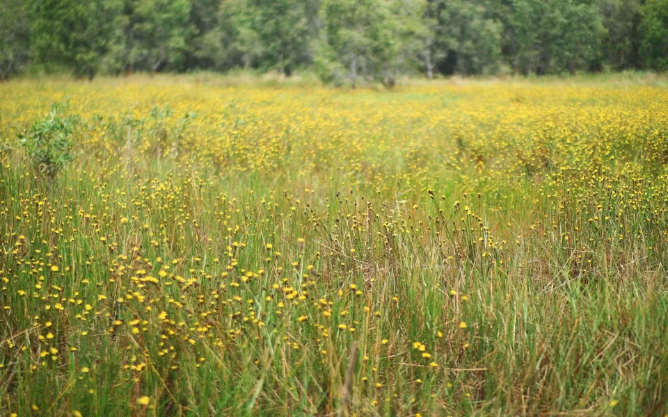 6 diem du lich xanh gan TPHCM cho ky nghi 2/9-Hinh-5