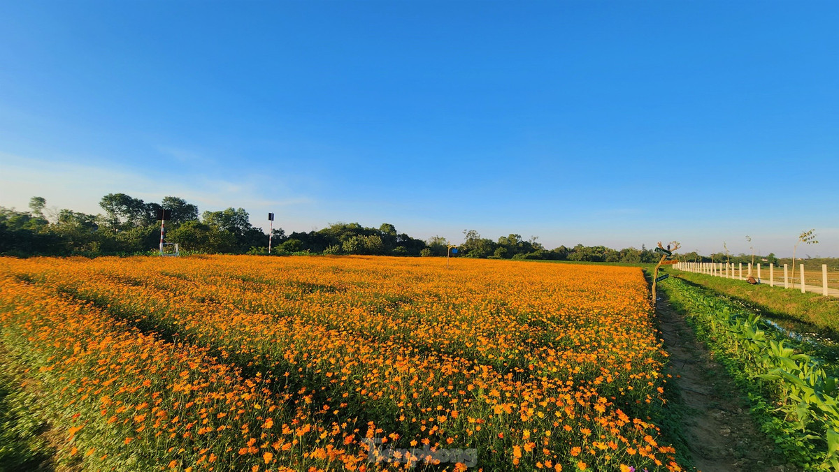 Bà Biện Thị Hiếu, Chi hội phụ nữ thôn Yên Khánh (Hội Liên hiệp phụ nữ xã Cẩm Vịnh) cho biết, hiện nay mô hình được giao cho Hội phụ nữ và Đoàn thanh niên xã quản lý, chăm sóc. Giống hoa này dù mới trồng thử nghiệm nhưng phù hợp vùng đất ở đây. Mấy ngày qua lượng khách đến tham quan, chụp ảnh rất nhiều.