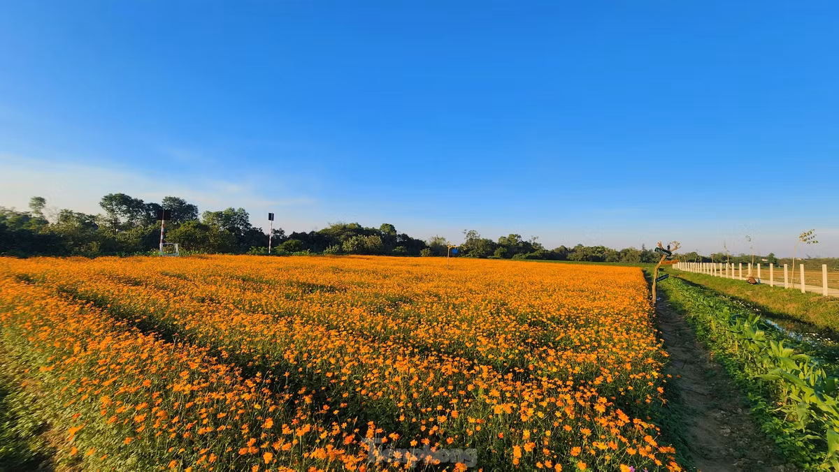 Bà Biện Thị Hiếu, Chi hội phụ nữ thôn Yên Khánh (Hội Liên hiệp phụ nữ xã Cẩm Vịnh) cho biết, hiện nay mô hình được giao cho Hội phụ nữ và Đoàn thanh niên xã quản lý, chăm sóc. Giống hoa này dù mới trồng thử nghiệm nhưng phù hợp vùng đất ở đây. Mấy ngày qua lượng khách đến tham quan, chụp ảnh rất nhiều.