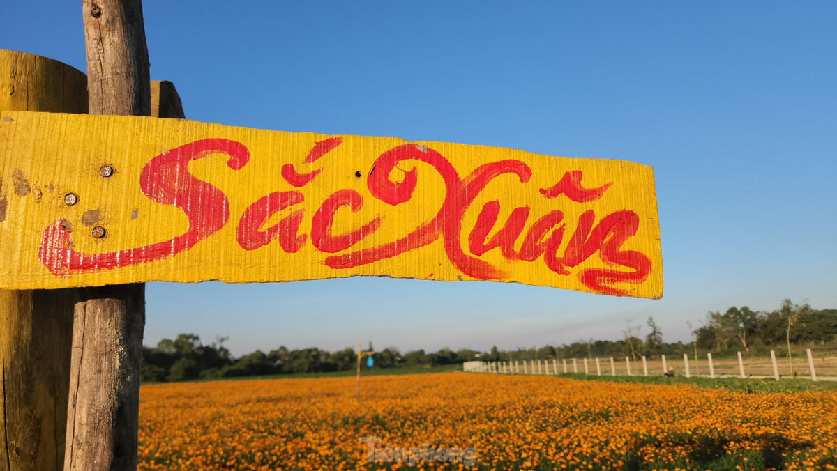 Tại cánh đồng hoa, chủ vườn còn làm một số điểm để du khách tạo dáng chụp ảnh.