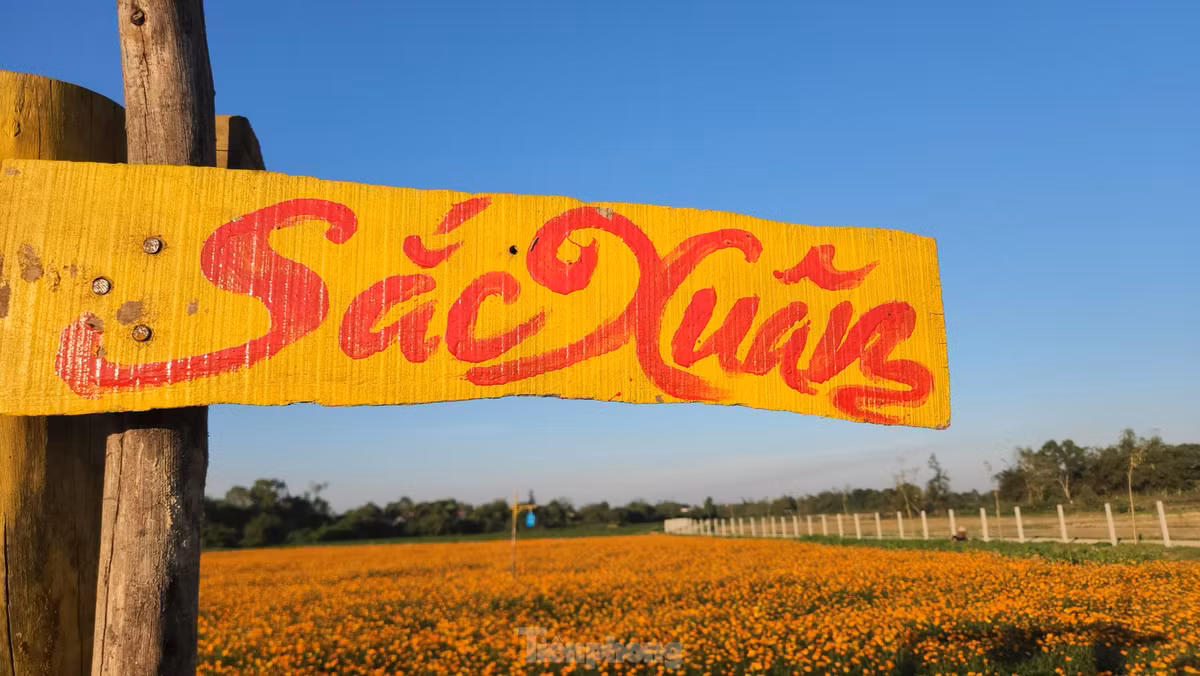 Tại cánh đồng hoa, chủ vườn còn làm một số điểm để du khách tạo dáng chụp ảnh.