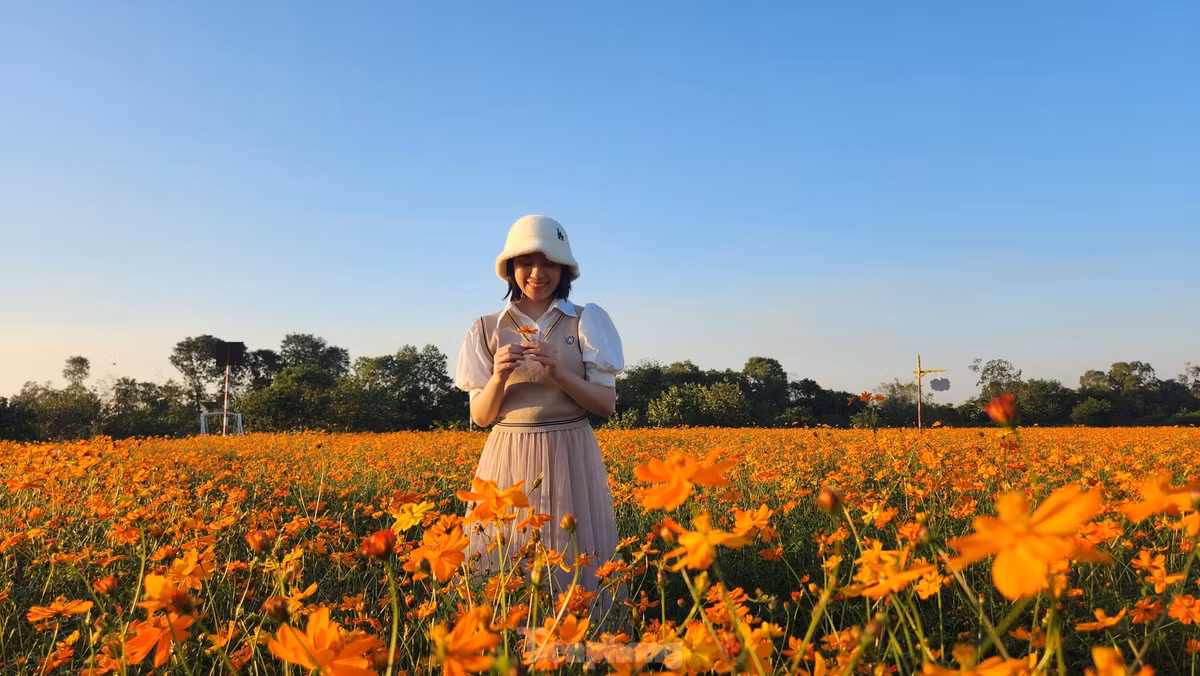 Giới trẻ tha hồ có những bức hình đẹp giữa cánh đồng hoa nhuộm sắc vàng.