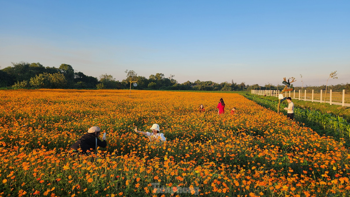 Me man canh dong hoa sao nhai thu hut ban tre den chup hinh