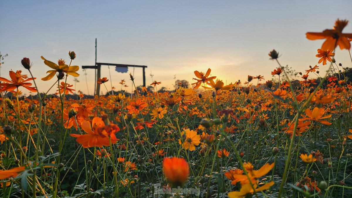 Màu hoa vàng rực làm khung cảnh trở nên thơ mộng.