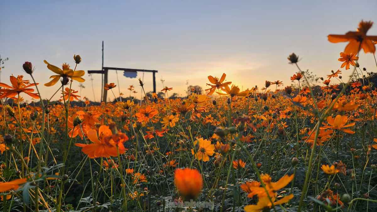 Màu hoa vàng rực làm khung cảnh trở nên thơ mộng.