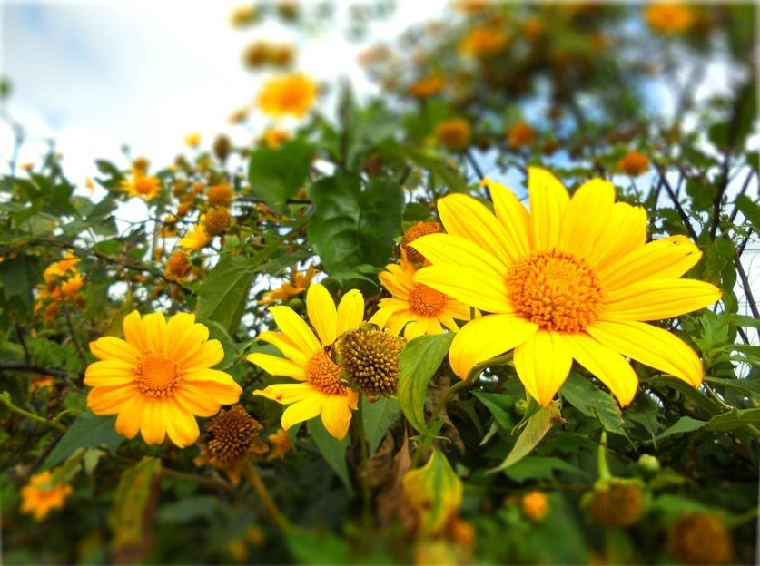 Sinh 5 ngay Am lich nay, tai nang lai ham hoc hoi-Hinh-2