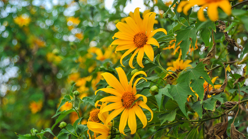 Sinh 5 ngay Am lich nay, tai nang lai ham hoc hoi-Hinh-3