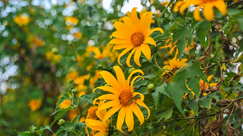 Sinh 5 ngay Am lich nay, tai nang lai ham hoc hoi-Hinh-3