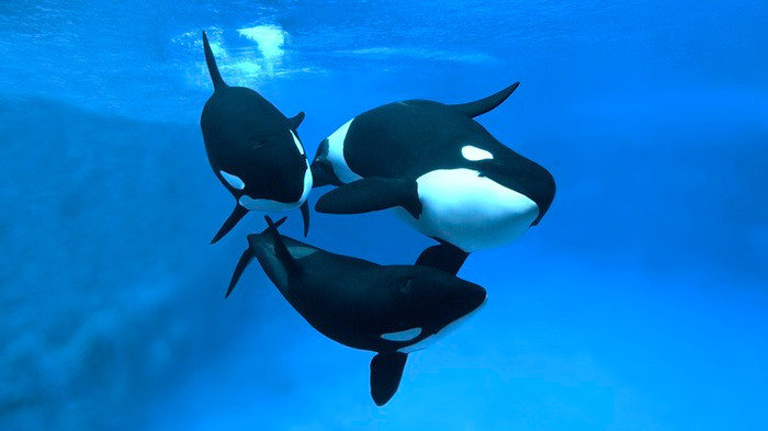 Tại sao cá voi sát thủ mẹ có xu hướng thiên vị đứa con trai? - Hình 3 Tai sao ca voi sat thu me co xu huong thien vi dua con trai?-Hinh-3