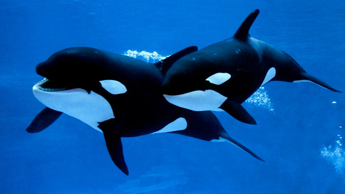 Tại sao cá voi sát thủ mẹ có xu hướng thiên vị đứa con trai? Tai sao ca voi sat thu me co xu huong thien vi dua con trai?