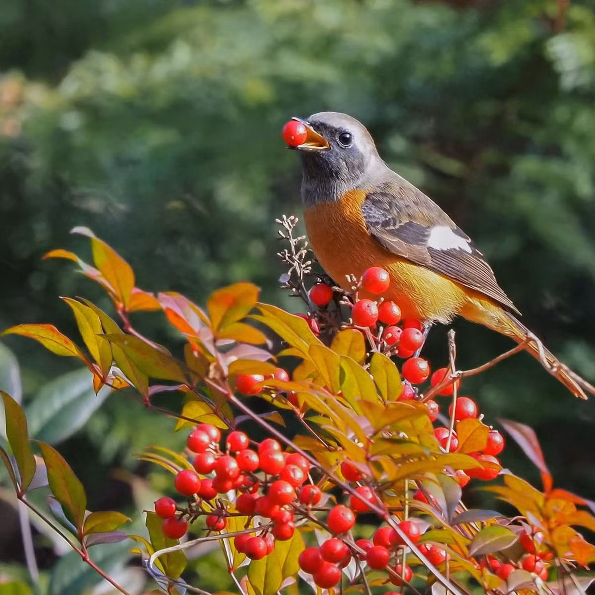 Dau nam 2023, 3 con giap tranh duoc xui xeo, su nghiep thang hoa-Hinh-2