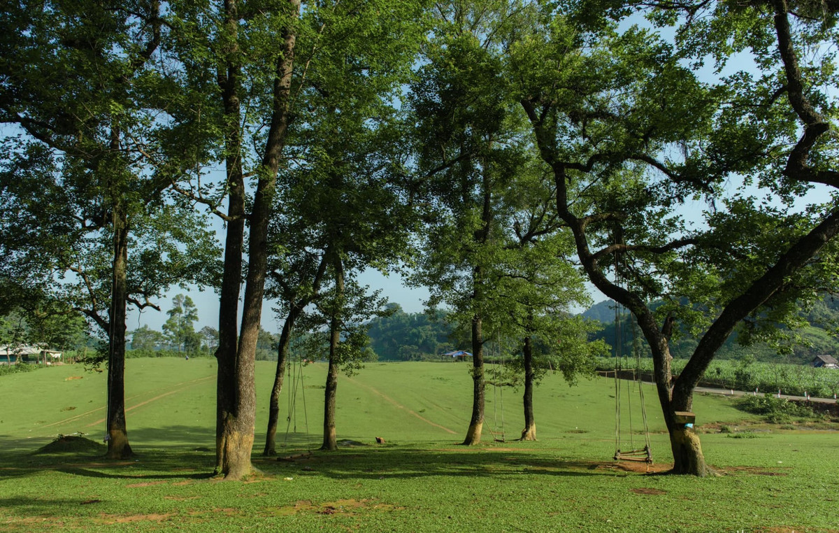 Hiện, Bãi Bùi, xã Ngọc Lâu là một trong số ít khu vực còn lượng lớn cây tlau cổ thụ. Không chỉ có tác dụng che bóng mát, hay lấy lá non làm thực phẩm ăn kèm thịt muối, thịt chua, cây tlau còn trở thành niềm tự hào của người địa phương.