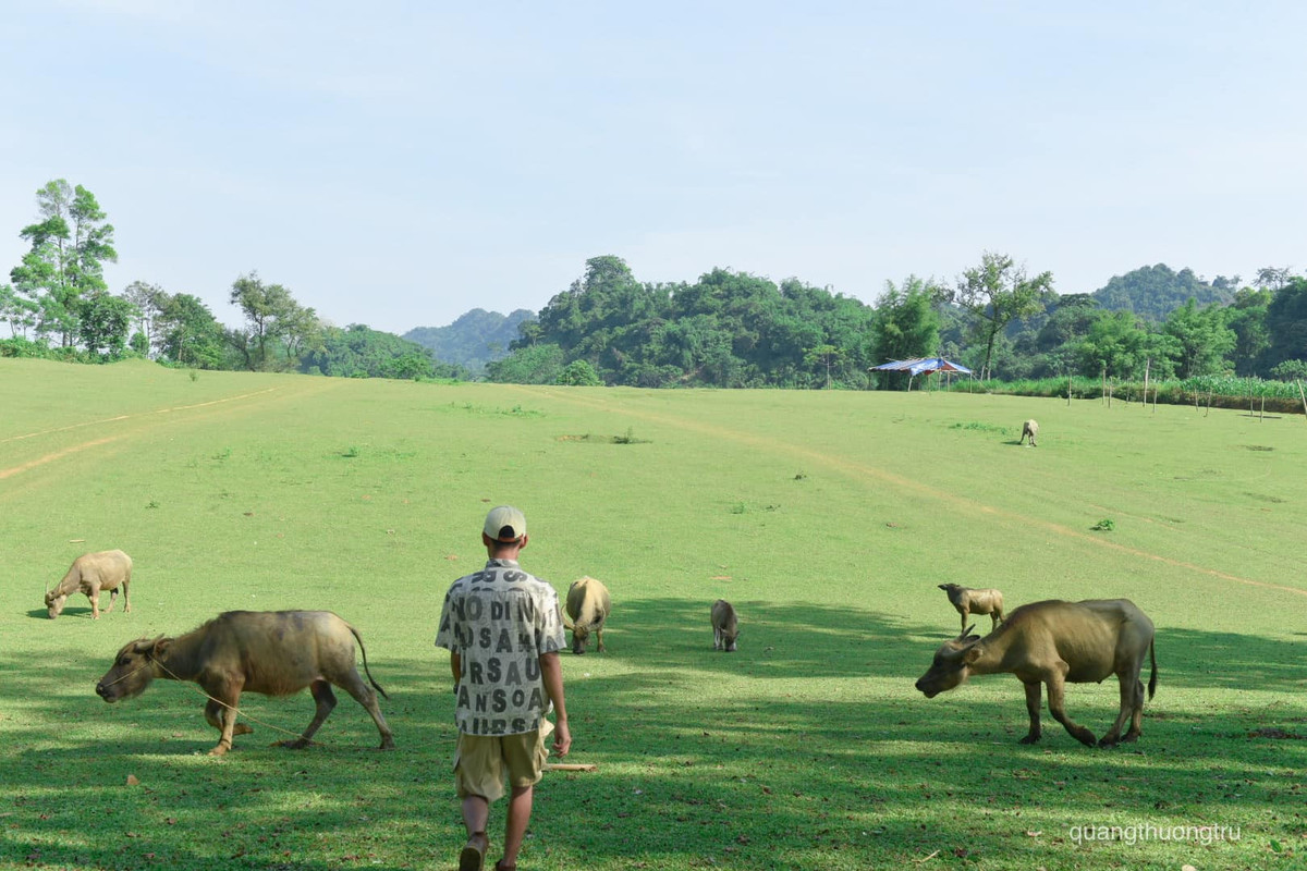 10X nhận xét, Bãi Bùi đẹp nhất là vào lúc bình minh. Khi ấy, bãi cỏ rộng, bằng phẳng và xanh mướt, chan hòa với ánh nắng mặt trời. Xung quanh, từng đàn trâu, bò thong dong gặm cỏ hay đầm mình dưới bùn để tắm mát.
