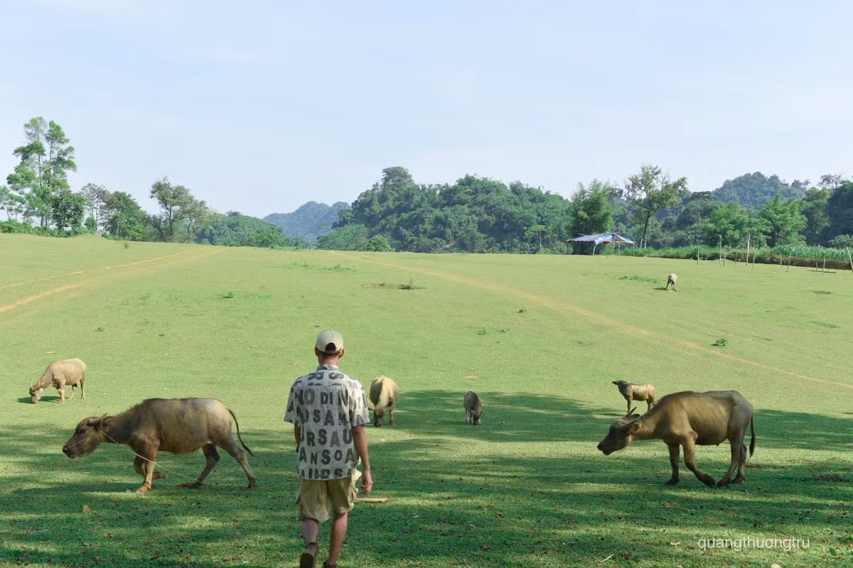 10X nhận xét, Bãi Bùi đẹp nhất là vào lúc bình minh. Khi ấy, bãi cỏ rộng, bằng phẳng và xanh mướt, chan hòa với ánh nắng mặt trời. Xung quanh, từng đàn trâu, bò thong dong gặm cỏ hay đầm mình dưới bùn để tắm mát.