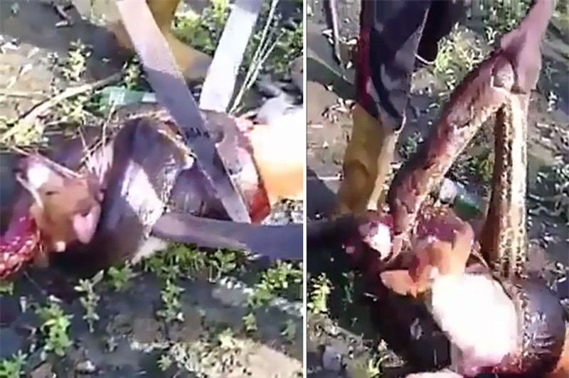Video: Trăn khổng lồ bị chém “banh xác” vì cả gan săn trộm chó Video: Tran khong lo bi chem “banh xac” vi ca gan san trom cho