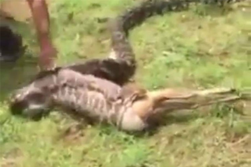 Video: Trăn khổng lồ nuốt chửng nai với tốc độ chóng mặt Video: Tran khong lo nuot chung nai voi toc do chong mat