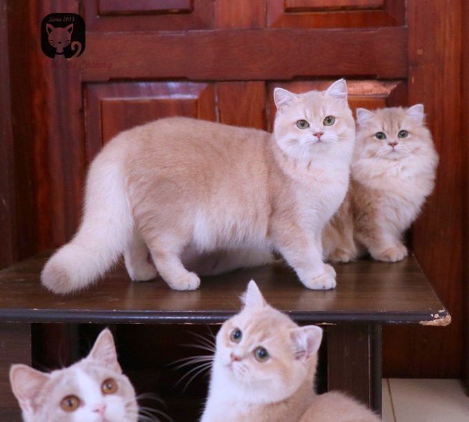 Nuoi meo xuat khau, gia 600 trieu dong/con, dieu kien song nhu vua-Hinh-3