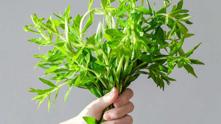 Loai rau co mui thom sang khoai, giup giai doc, chua ung thu-Hinh-3