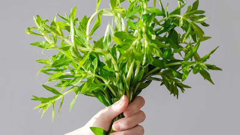 Loai rau co mui thom sang khoai, giup giai doc, chua ung thu-Hinh-3