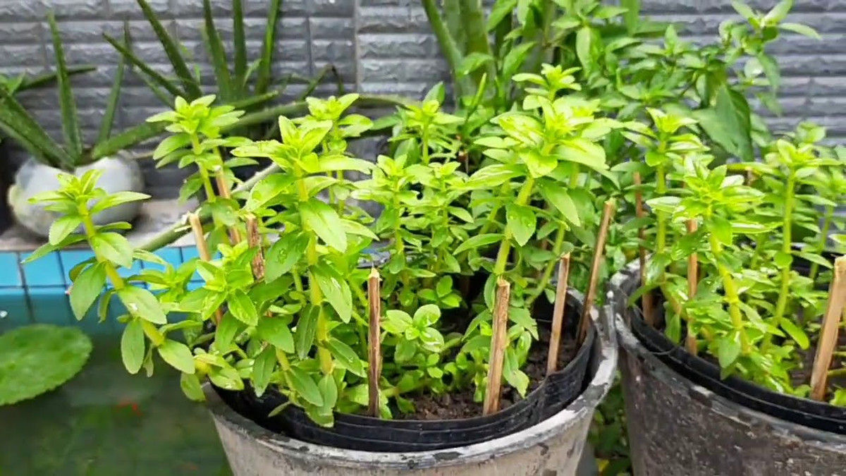 Loai rau co mui thom sang khoai, giup giai doc, chua ung thu-Hinh-4