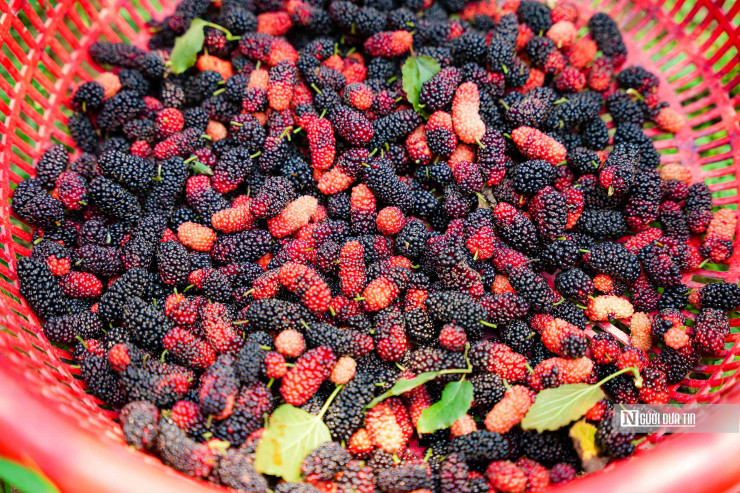 Tuy nhiên hái quả dâu mất khá nhiều thời gian, trung bình một người chỉ hái được 20 kg/ngày.