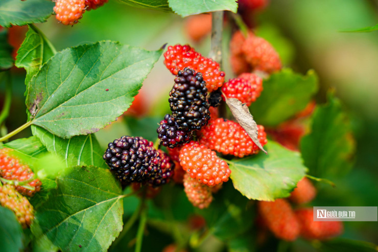 Bắt đầu từ giữa tháng 3, trái dâu dần ngả màu và chín mọng, đó là lúc các chủ vườn tại đây bắt đầu mùa thu hoạch mới.