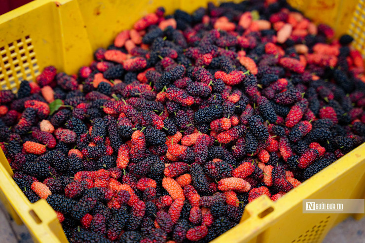 Sau khi thu hoạch, dâu tằm sẽ được chuyển ra cửa vườn, phân loại, xếp gọn gàng vào thùng để khi vận chuyển không bị dập, đồng thời bảo quản lâu hơn.