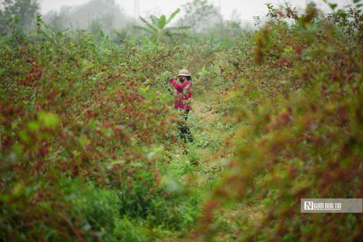 Đây cũng là thời điểm người dân nơi đây lại tất bật bước vào vụ thu hoạch dâu chín mọng để kịp xuất cho thương lái.