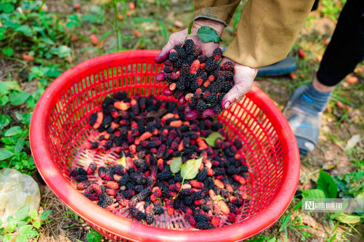 Được biết, thời gian thu hoạch kéo dài từ 3 đến 4 tuần vì quả dâu chín không đều.