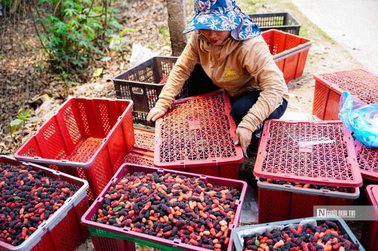 Theo tiểu thương, dâu tằm được vận chuyển vào Nam và ra các chợ ngoài trung tâm Hà Nội để tiêu thụ. Đa phần khách đến mua về để làm siro nên chỉ chọn những trái chín đen mọng.