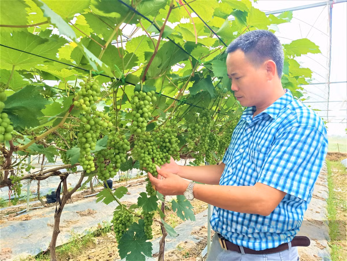 Anh nong dan Hai Duong trong nho Ha Den, vuon dep nhu phim-Hinh-4