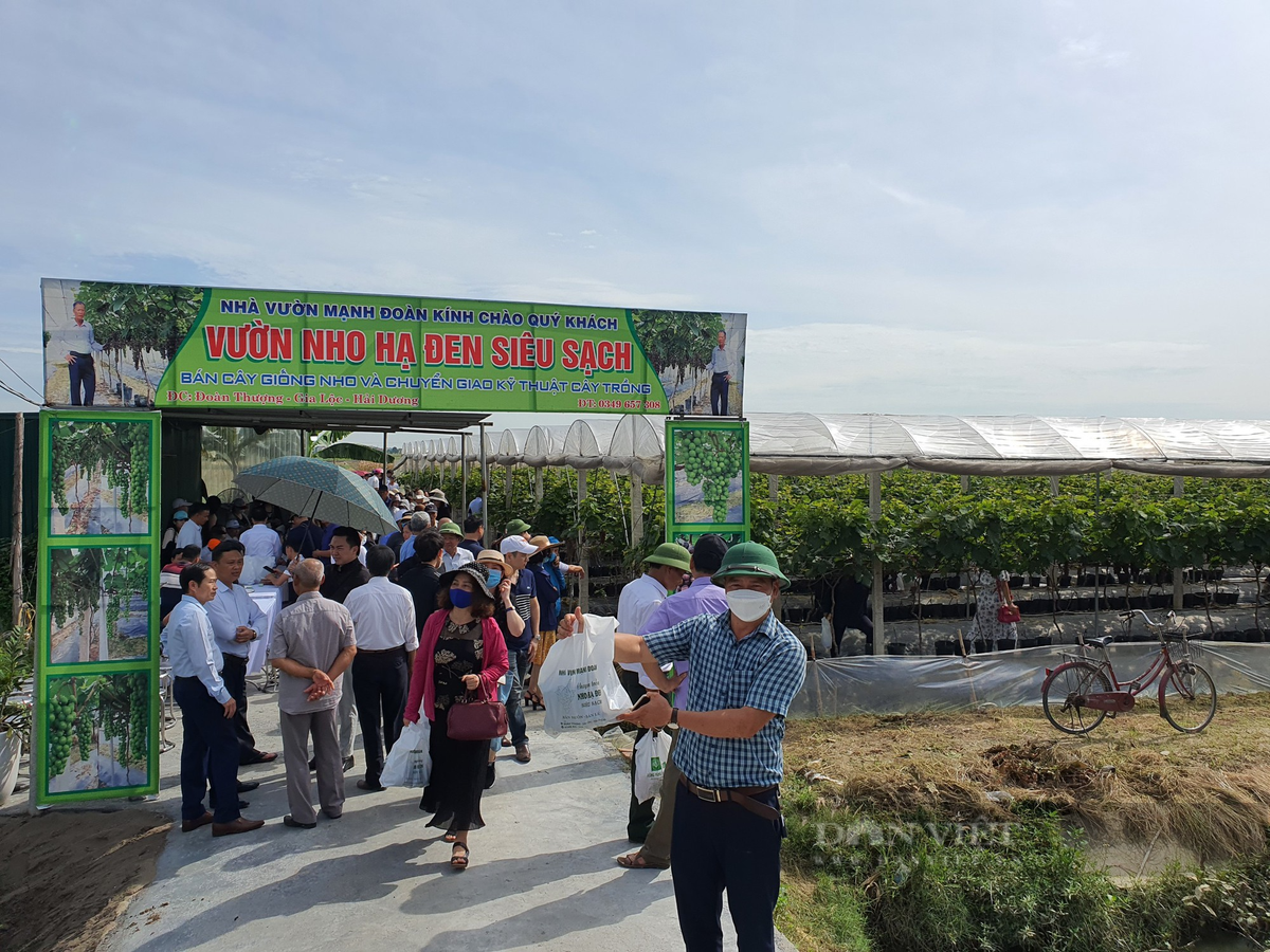 Anh nong dan Hai Duong trong nho Ha Den, vuon dep nhu phim-Hinh-7