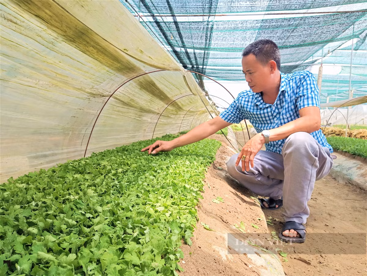 Anh nong dan Hai Duong trong nho Ha Den, vuon dep nhu phim