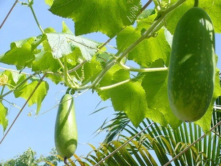 Sai lam can tranh tuyet doi khi giam can bang bi dao-Hinh-4